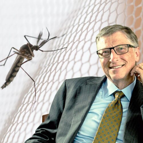 DENGA I MALARIA – KOMARY GMO GATESA SZYKUJĄ NAM KOLEJNĄ PANDEMIĘ ?